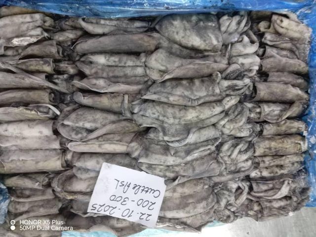 Frozen Cuttle Fish (High Quality, Yemeni) Texture Firm Flavor Superior Toxin Level Low Shipping Term Fob Total Cartons - Image 4