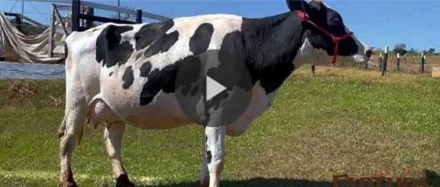 Pregnant Heifers (Brazil) - Image 2