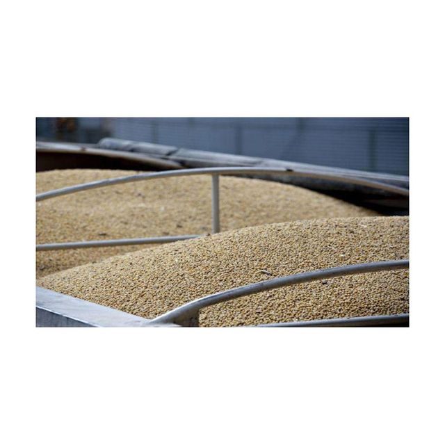 Premium Brazilian Soybeans frozenchickenexports.com - Image 3