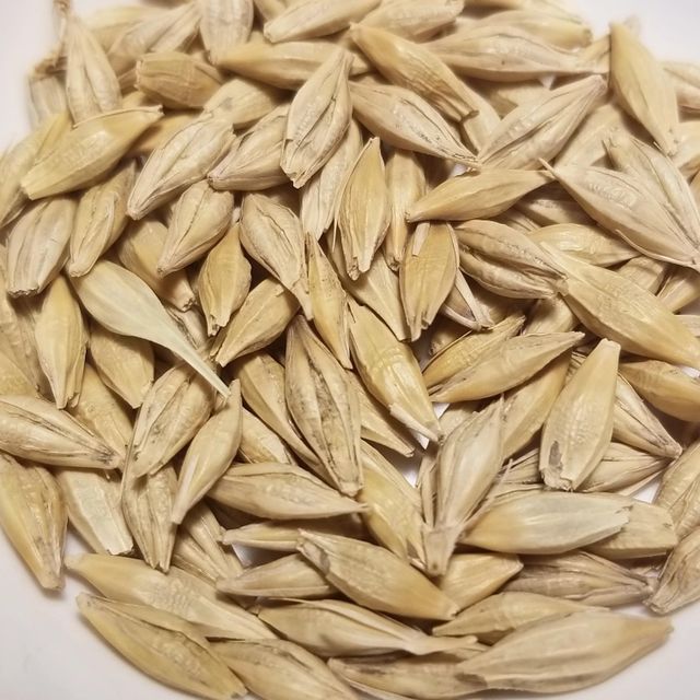 Natural Barley Grain With Excellent Quality Premium Barley Grain Available For Retail And Export Purchase - Image 4