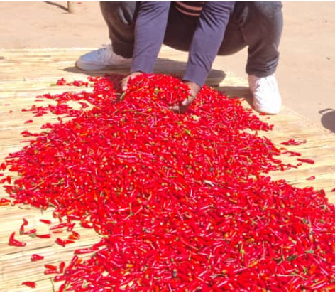 Dried African Birds Eye Chillies Product Type Fruits & Vegetables, Spices, Spices, Seasonings & Flavors - Image 4
