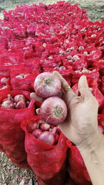 fresh indian onion (nashik) – product photo 4, product detail gallery