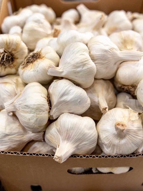 Garlic - Image 1