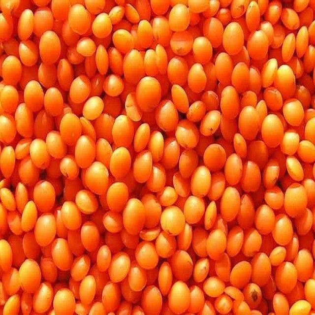 Organic Premium Grade Red Lentils Whole & Split Masoor Dal Bulk Pack age 12 Months Shelf Life Wholesale Price - Image 2