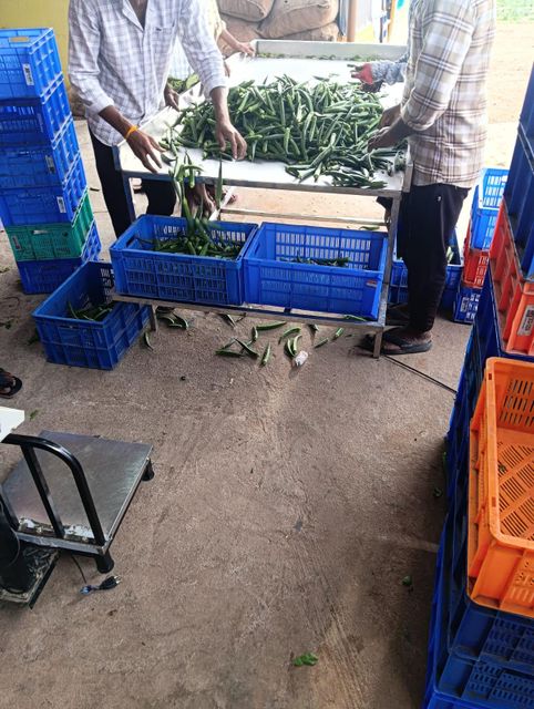 Fresh Okra Daily Supply Capacity 3 Tons Unit Cost 685 Dollars Per Ton Certifications Indian Government Certified Upcoming Monthly Supply Capacity 5 To 6 Tons - Image 1