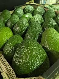 FRESH AVOCADO Origin South Africa Variety Hass Avocado Grade 1 Harvest Method Freshly Harvested Packaging 4kg And 10kg Export - Image 2