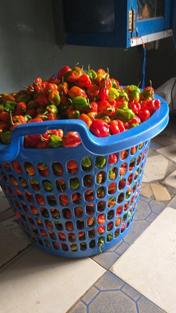 Habaneros - Image 2