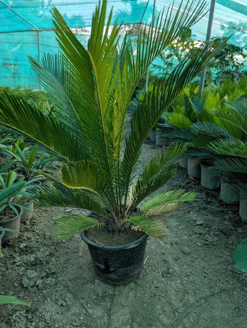Sago palm lush green plants available 🇵🇰 almost 10000plants available – product photo 1, product detail gallery