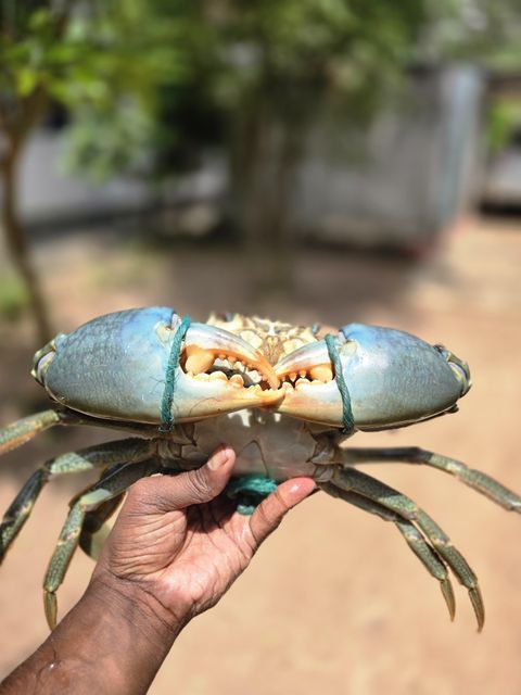Live mud Crab XL and XXL - Image 3