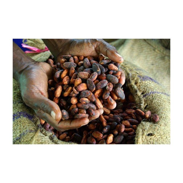High Quality Cocoa Beans 100% Natural - Image 1