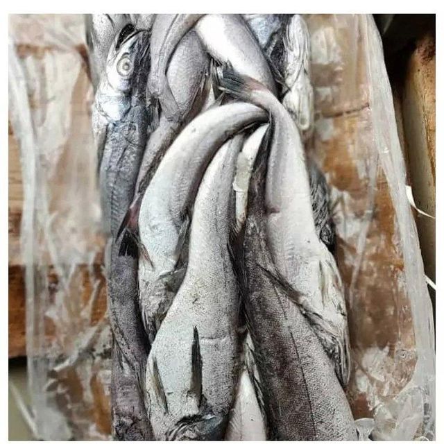 Available Stock Of Frozen Hake Fish/ Frozen Hake Fillet Fish. - Image 2