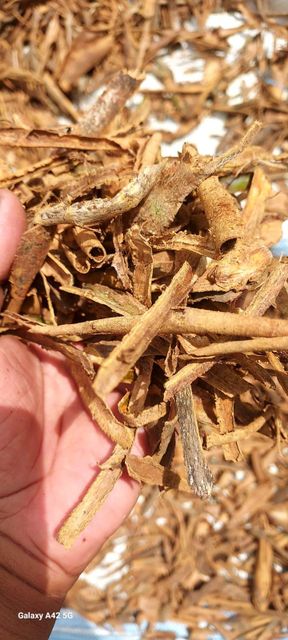 Ceylon Cinnamon Natural Bark Pieces Hand-Picked Single Origin Madagascar 100% Natural Premium Uncraped - Image 1