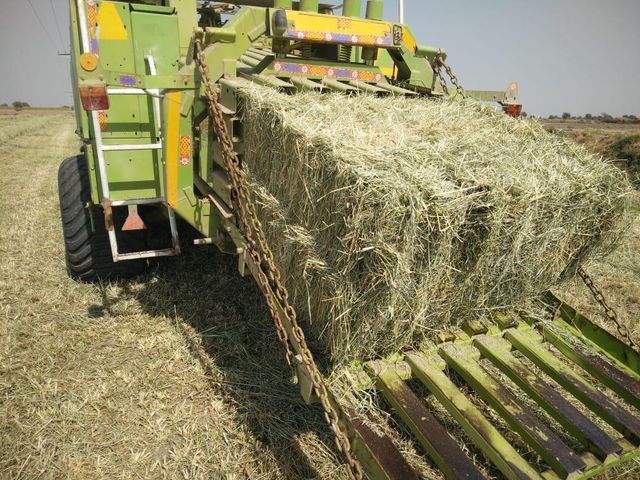 Rhodes Grass Quality A+ Grade Quality Packaging 400/Kg - 450/Kg - Image 1