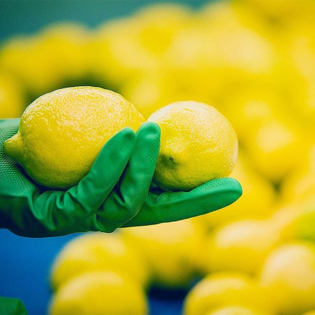 Fresh Eureka Lemon for sale class 1 export quality - Image 5