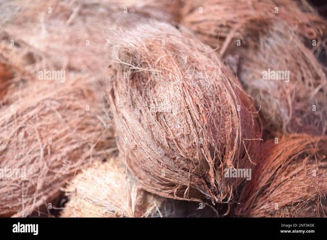 Dehusked coconut - Image 1