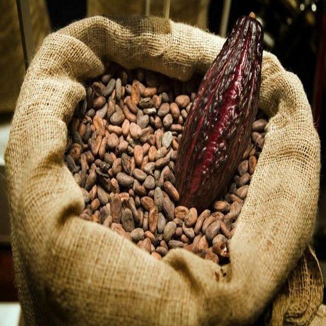 High Quality Raw Dried Cocoa Beans Fast Delivery Bulk Supply for Chocolate Factories Best Price and Cheap - Image 3