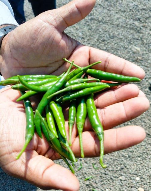 fresh green chilli – product photo 3, product detail gallery