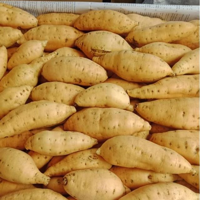 Sweet Honey Potato - Image 5