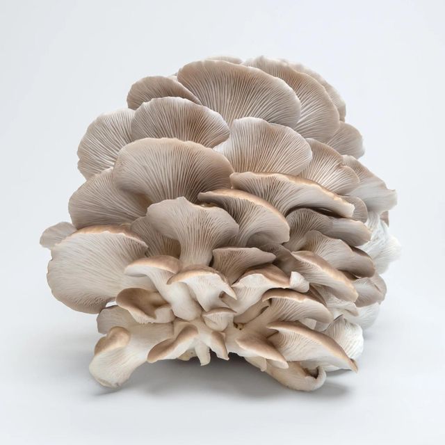 oyster mushrooms - Image 2
