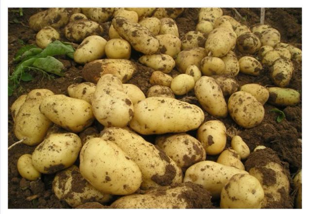 Holland Potato Yellow Potato Price 100-200g Size Fresh Potato Fresh Vegetables 6 Months Light Yellow 0.15 Kg - Image 3