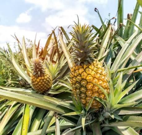 FRESH PREMIUM QUALITY PINEAPPLES FROM KENYA AND UGANDA – product photo 2, product detail gallery