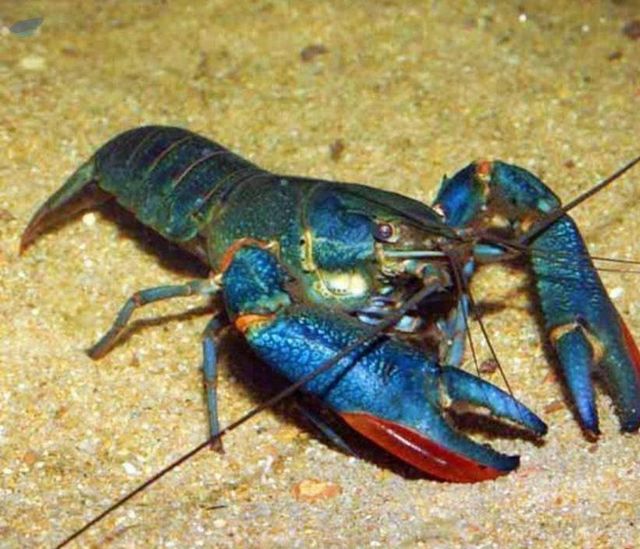 Australian Red Claw Crayfish - Image 1