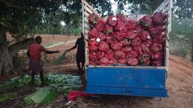 Fresh Banana Leaves Delivery Form Bag Freshness Level Fresh - Image 5