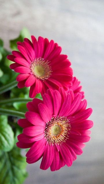 Gerberas Grade Export grade Stem Length 40–60 Cm Head Diameter 8–12 Cm Brand Name Fiori flowers Storage Temperature 2–5°c - Image 3