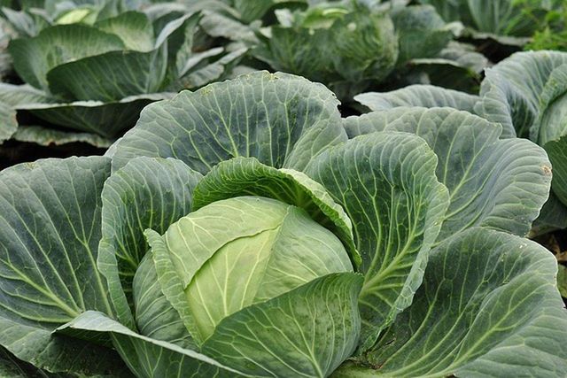 Cabbage - Image 1