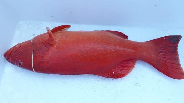 Groupers (Sunu) Type Fresh, Frozen Style 1.0 - 2.0 kg Packaging Master Carton, - Image 1