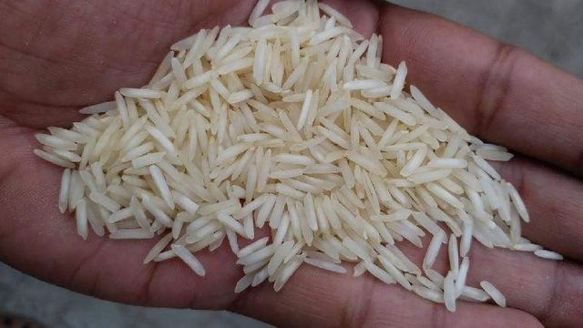 Basmati Rice 1509 Creamy Sella - Image 2