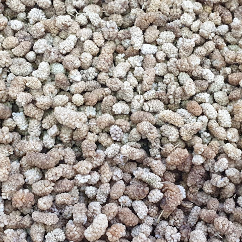 Dried Mulberries Color Golden Texture Chewy Flavor Sweet With Chewy Taste Like Dried Figs Processing Method Sun-dried Without Preservatives Or - Image 2