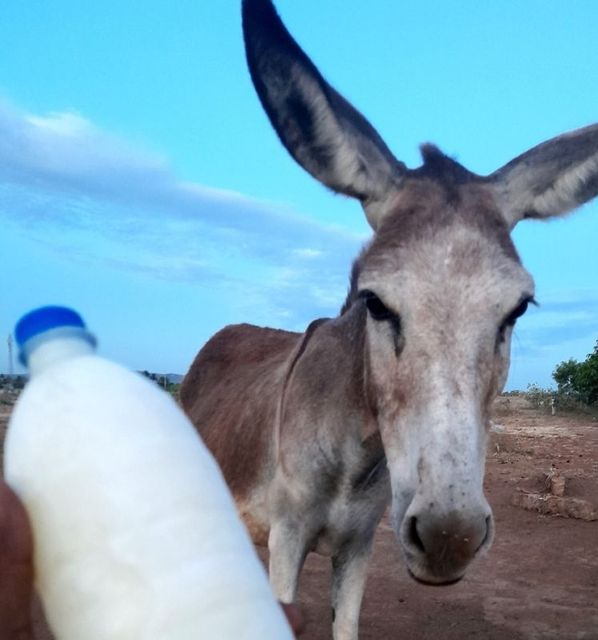 Fresh Donkey Milk Form Powder Purity 99.9% Color Creamy White Shelf Life 2 Years Texture Creamy White Powder Sourcing Location Msa Donkey Farm, - Image 2
