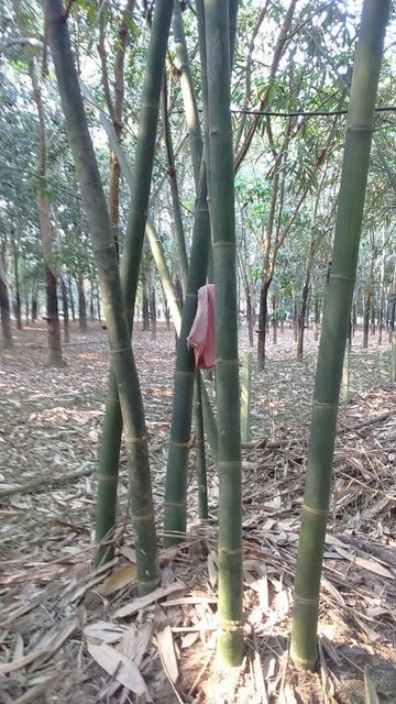 Nulgar bamboo - Trees are grown and harvested in Vietnam – product photo 6, product detail gallery