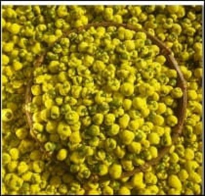 Peas - Image 2