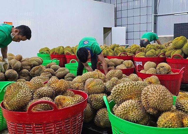 DURIAN – product photo 2, product detail gallery