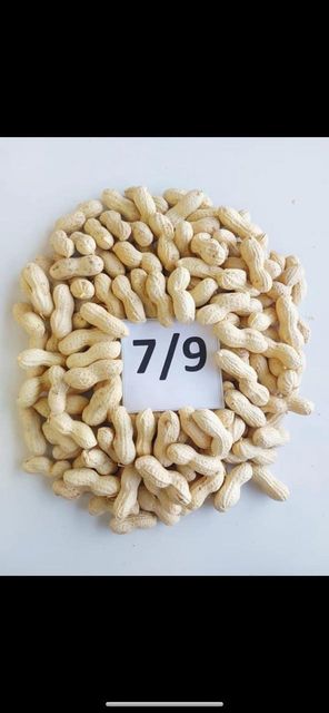 Peanuts in shell or blanched - Image 3