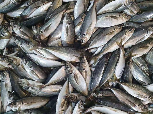 fresh frozen sardine fish for canned - Image 1