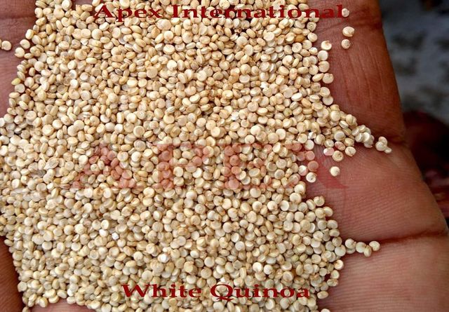 Processed Quinoa Seeds , Processed Quinoa Seed whole , Processed Quinoa , Quinoa , Quinoa Seeds, Processed Quinoa Seed Bulk Supplier From India - Image 5
