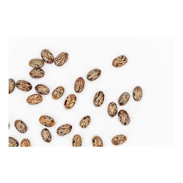 Premium Castor Seeds available in bulk orders wholesale Grade Top Packaging Bulk Type Castor Seeds Product Form Seeds Quality Focus Top-grade - Image 4