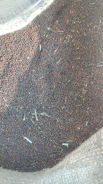 Mustard seeds Additives Free Aroma Powerful Texture Vibrant Oil Content Rich Quality Control Rigorous Color Yellow, Black, - Image 1