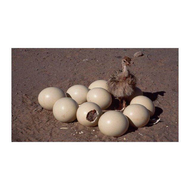Premium ostrich eggs supplied in bulk for retail and wholesale channels - Image 4