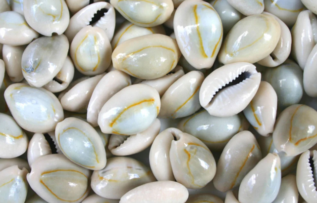 Cowries/Sea Shells Packaging bags Type different - Image 1