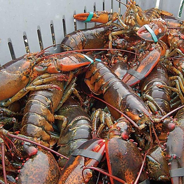 Premium Live Lobsters Fresh Sweet Meat Top Quality Seafood Handpicked for Restaurants Hotels Catering and Export Buyers - Image 5