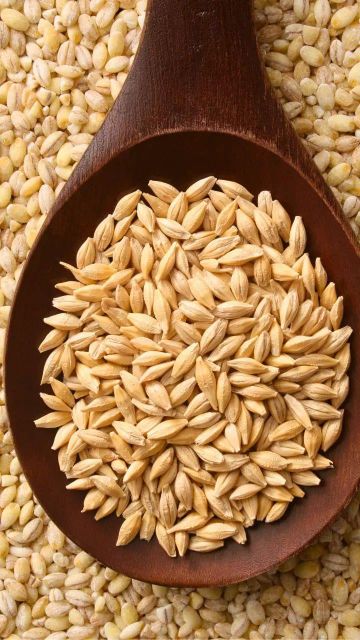 High-Quality Barley – For Food, Malt, and Feed Applications Grade A Purity ≥ 98% Origin Brazil Moisture ≤ 13% Admixture ≤ 1% - Image 4