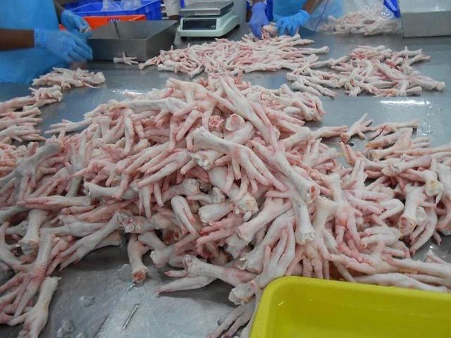 Premium Organic Frozen Chicken Feet Cleaned IQF High Quality Halal Poultry Product for Bulk Distribution - Image 4
