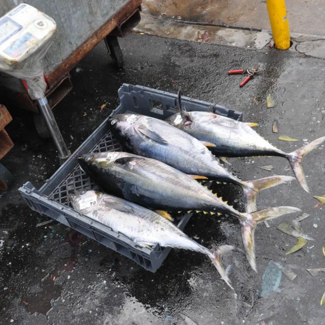 Frozen Yellowfin Tuna - Premium Quality - Image 1