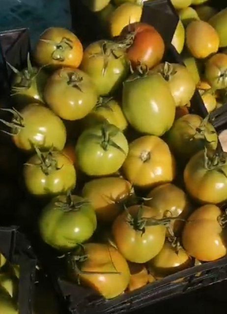 Fresh Tomato Color Red Texture Firm Freshness Level Peak Ripeness Flavor Sweet With Light Tartness Intended Use Salads, Sauces, Gourmet - Image 1