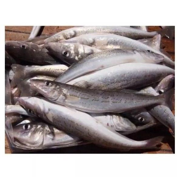 Available Stock Of Frozen Hake Fish/ Frozen Hake Fillet Fish. - Image 1