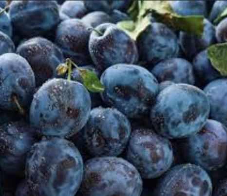Fresh Plums – Export Quality, Sweet & Juicy, Bulk Wholesale Supply - Image 2